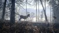 pełna wersja theHunter: Call of the Wild do pobrania